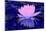 Pink Water Lily-Scott J. Davis-Mounted Giclee Print