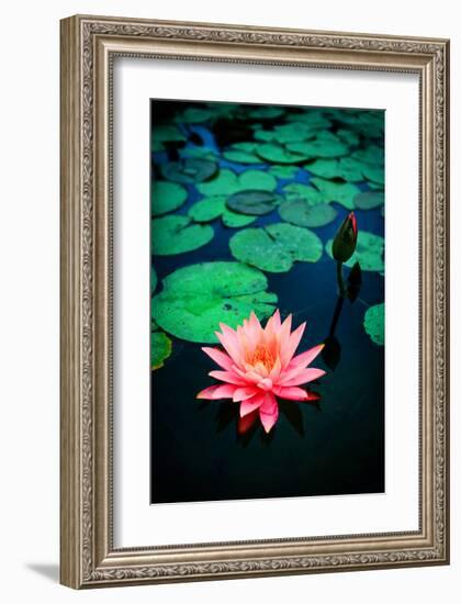 Pink Waterlily-null-Framed Art Print