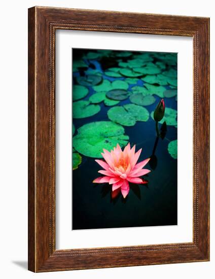 Pink Waterlily-null-Framed Art Print