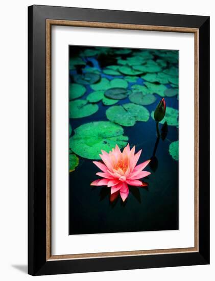 Pink Waterlily-null-Framed Art Print