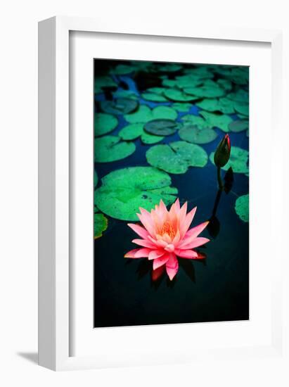 Pink Waterlily-null-Framed Art Print