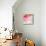 Pink Whisper-Sheila Golden-Mounted Art Print displayed on a wall