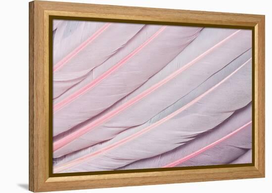 Pink Wing Feathers of Roseate Spoonbill-Darrell Gulin-Framed Premier Image Canvas