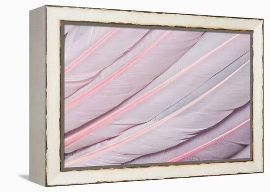 Pink Wing Feathers of Roseate Spoonbill-Darrell Gulin-Framed Premier Image Canvas