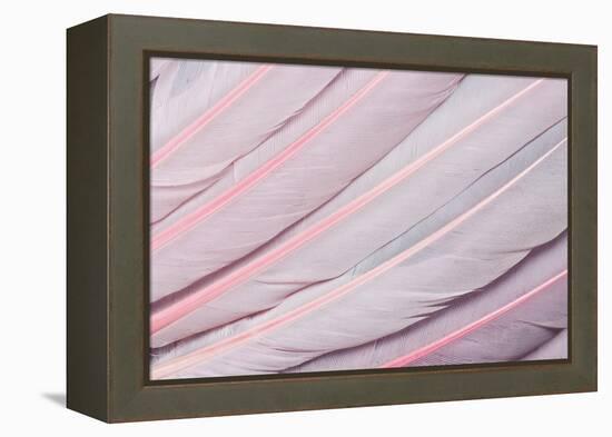 Pink Wing Feathers of Roseate Spoonbill-Darrell Gulin-Framed Premier Image Canvas