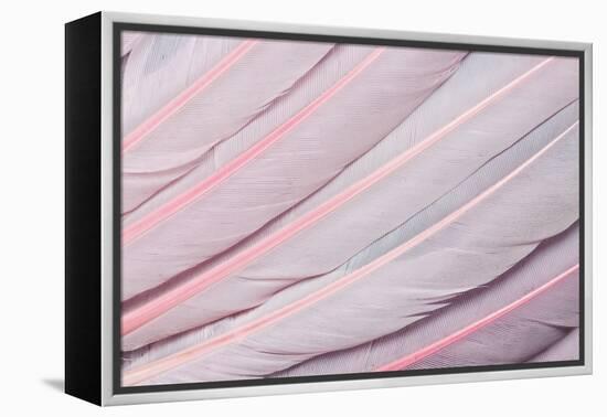 Pink Wing Feathers of Roseate Spoonbill-Darrell Gulin-Framed Premier Image Canvas