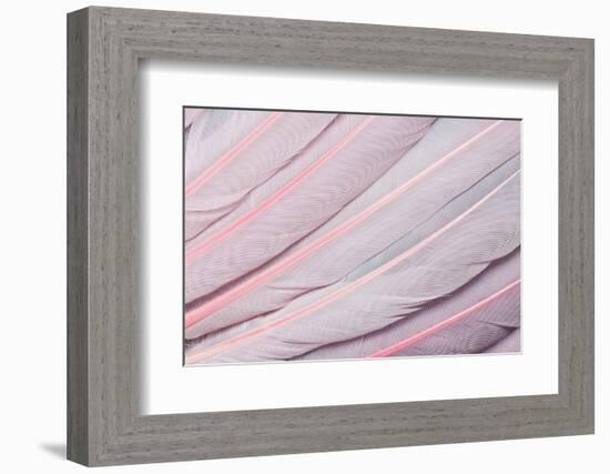 Pink Wing Feathers of Roseate Spoonbill-Darrell Gulin-Framed Photographic Print