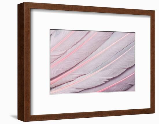 Pink Wing Feathers of Roseate Spoonbill-Darrell Gulin-Framed Photographic Print