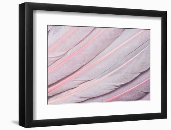 Pink Wing Feathers of Roseate Spoonbill-Darrell Gulin-Framed Photographic Print