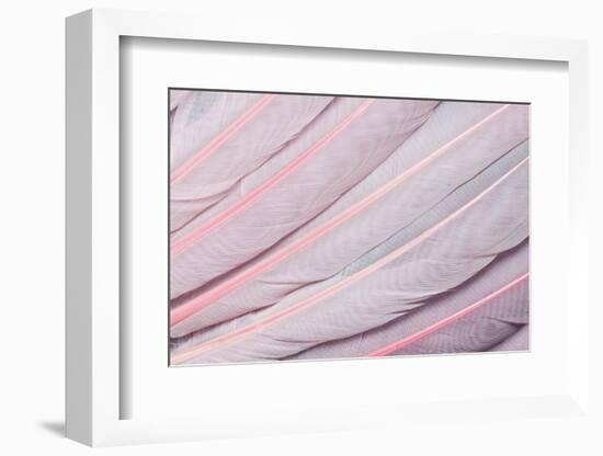 Pink Wing Feathers of Roseate Spoonbill-Darrell Gulin-Framed Photographic Print