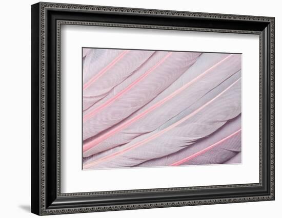 Pink Wing Feathers of Roseate Spoonbill-Darrell Gulin-Framed Photographic Print