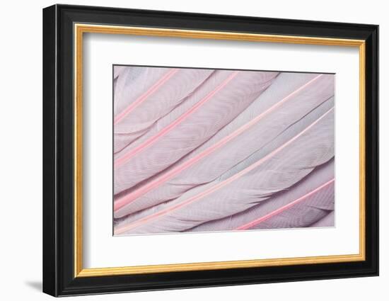 Pink Wing Feathers of Roseate Spoonbill-Darrell Gulin-Framed Photographic Print