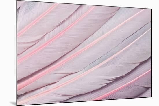 Pink Wing Feathers of Roseate Spoonbill-Darrell Gulin-Mounted Photographic Print