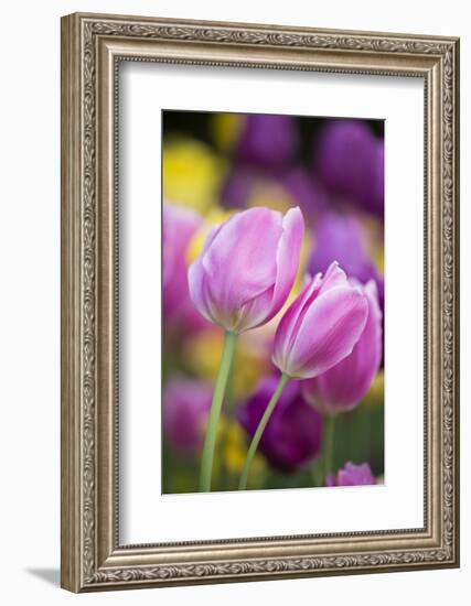 Pink, Yellow, and Purple Tulips, Chicago Botanic Garden, Glencoe, Illinois-Richard and Susan Day-Framed Photographic Print