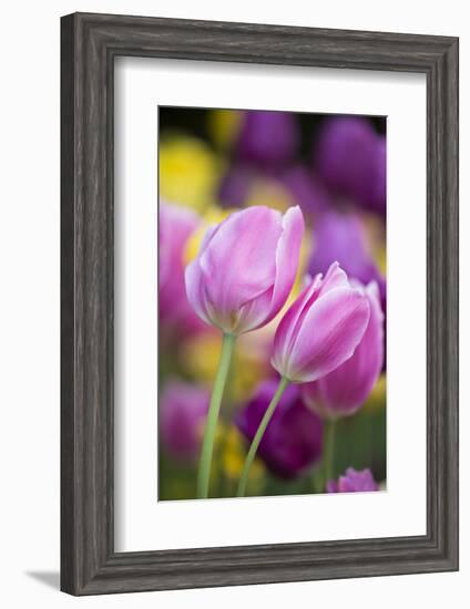 Pink, Yellow, and Purple Tulips, Chicago Botanic Garden, Glencoe, Illinois-Richard and Susan Day-Framed Photographic Print