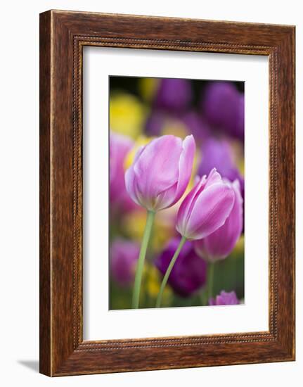 Pink, Yellow, and Purple Tulips, Chicago Botanic Garden, Glencoe, Illinois-Richard and Susan Day-Framed Photographic Print