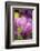 Pink, Yellow, and Purple Tulips, Chicago Botanic Garden, Glencoe, Illinois-Richard and Susan Day-Framed Photographic Print