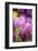 Pink, Yellow, and Purple Tulips, Chicago Botanic Garden, Glencoe, Illinois-Richard and Susan Day-Framed Photographic Print