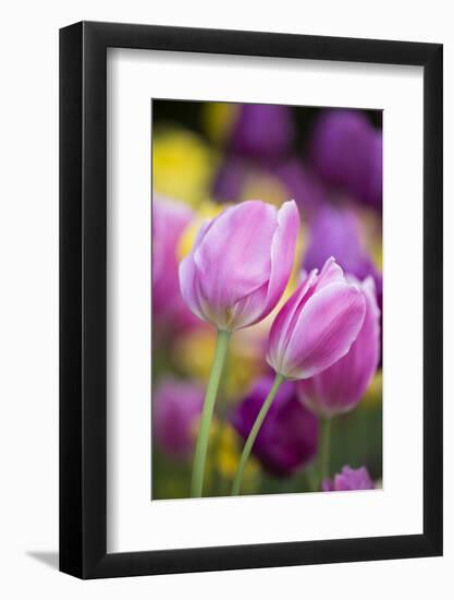 Pink, Yellow, and Purple Tulips, Chicago Botanic Garden, Glencoe, Illinois-Richard and Susan Day-Framed Photographic Print