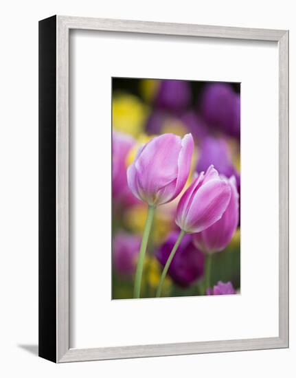 Pink, Yellow, and Purple Tulips, Chicago Botanic Garden, Glencoe, Illinois-Richard and Susan Day-Framed Photographic Print