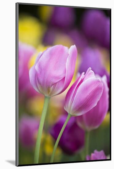 Pink, Yellow, and Purple Tulips, Chicago Botanic Garden, Glencoe, Illinois-Richard and Susan Day-Mounted Photographic Print