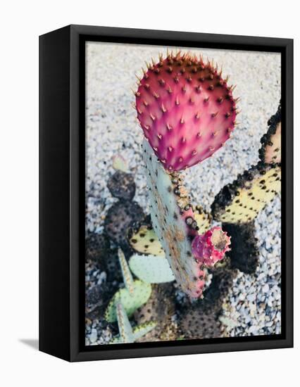 Pink Yellow Cactus I-Irena Orlov-Framed Premier Image Canvas