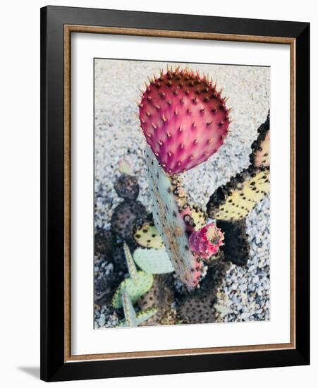 Pink Yellow Cactus I-Irena Orlov-Framed Photographic Print