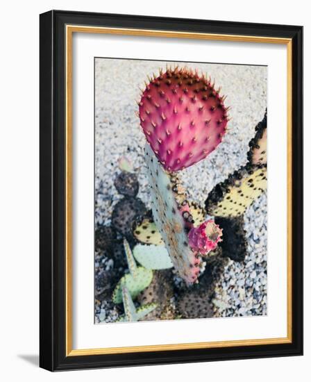 Pink Yellow Cactus I-Irena Orlov-Framed Photographic Print