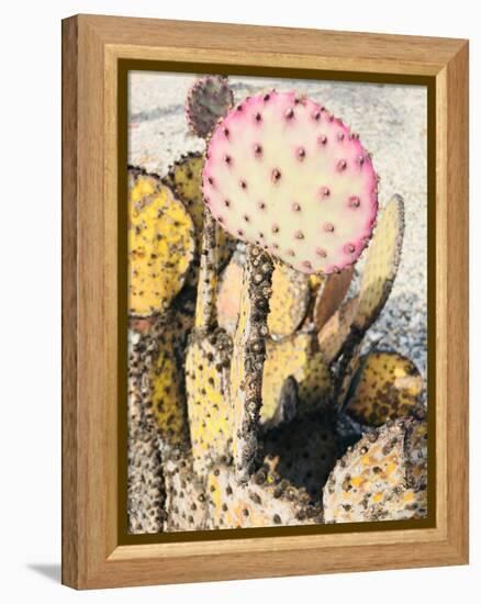 Pink Yellow Cactus II-Irena Orlov-Framed Premier Image Canvas