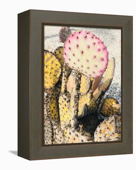 Pink Yellow Cactus II-Irena Orlov-Framed Premier Image Canvas