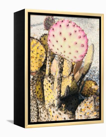 Pink Yellow Cactus II-Irena Orlov-Framed Premier Image Canvas