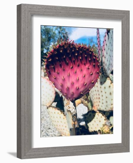 Pink Yellow Cactus III-Irena Orlov-Framed Photographic Print