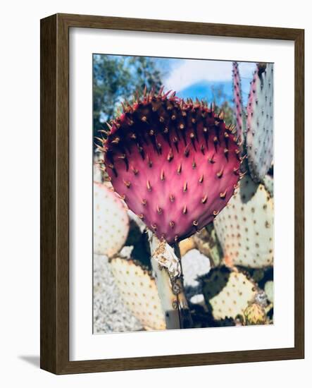 Pink Yellow Cactus III-Irena Orlov-Framed Photographic Print