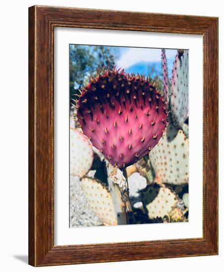 Pink Yellow Cactus III-Irena Orlov-Framed Photographic Print