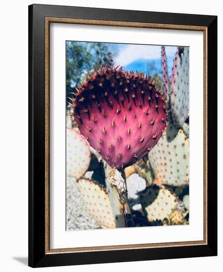 Pink Yellow Cactus III-Irena Orlov-Framed Photographic Print