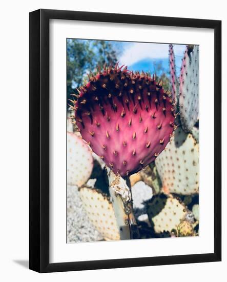 Pink Yellow Cactus III-Irena Orlov-Framed Photographic Print