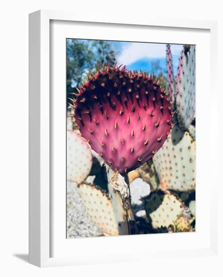 Pink Yellow Cactus III-Irena Orlov-Framed Photographic Print