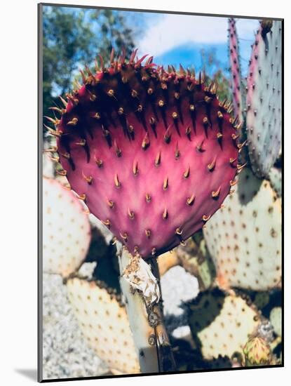 Pink Yellow Cactus III-Irena Orlov-Mounted Photographic Print