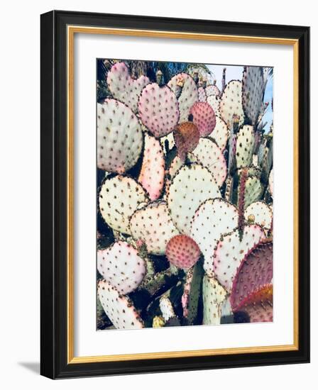 Pink Yellow Cactus IV-Irena Orlov-Framed Photographic Print