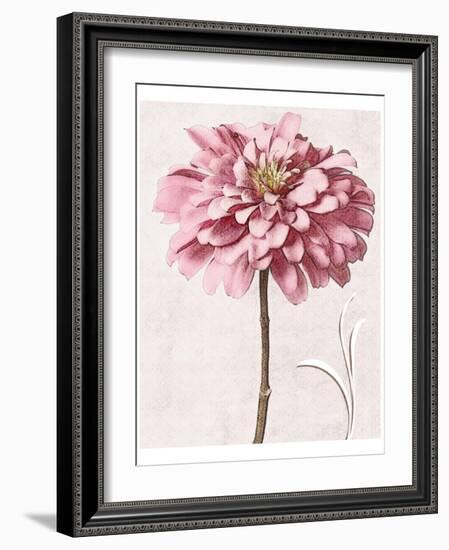 Pink Zinnia I-Christine Zalewski-Framed Art Print