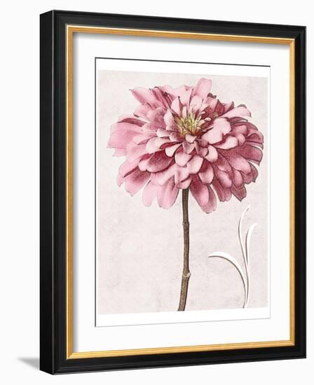 Pink Zinnia I-Christine Zalewski-Framed Art Print