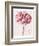 Pink Zinnia I-Christine Zalewski-Framed Art Print