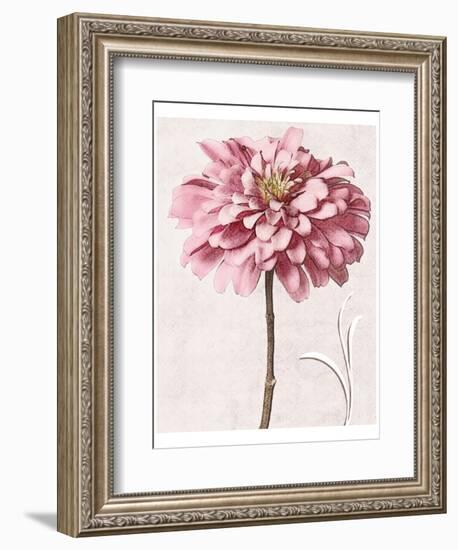 Pink Zinnia I-Christine Zalewski-Framed Art Print