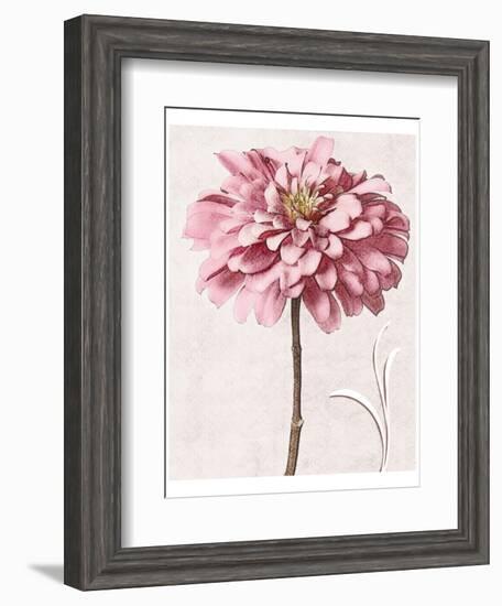 Pink Zinnia I-Christine Zalewski-Framed Art Print