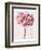 Pink Zinnia I-Christine Zalewski-Framed Art Print