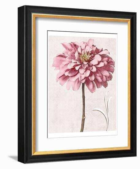 Pink Zinnia I-Christine Zalewski-Framed Art Print