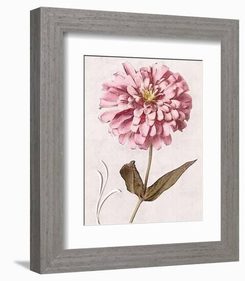 Pink Zinnia II-Christine Zalewski-Framed Premium Giclee Print