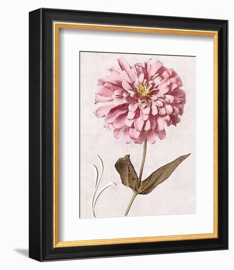 Pink Zinnia II-Christine Zalewski-Framed Premium Giclee Print