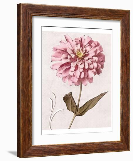 Pink Zinnia II-Christine Zalewski-Framed Art Print