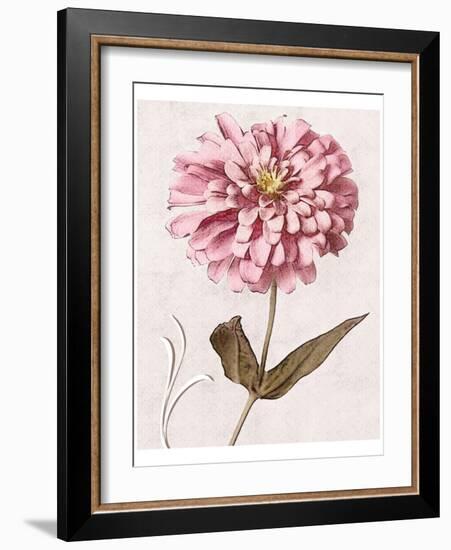 Pink Zinnia II-Christine Zalewski-Framed Art Print